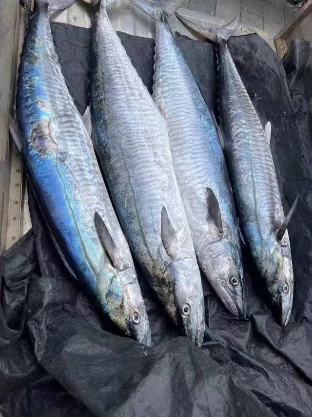 海南马鲛鱼整鱼外观